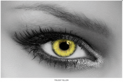CLICK_ONTrilogy Yellow QUEEN'S lente colorata mensileFOR_ZOOM